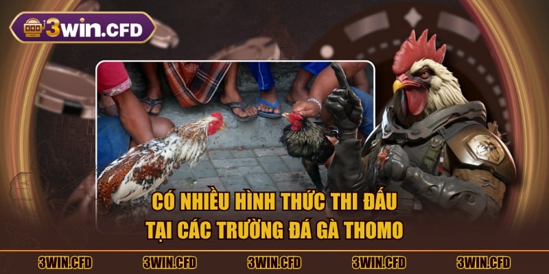 Có nhiều hình thức thi đấu tại các trường đá gà Thomo