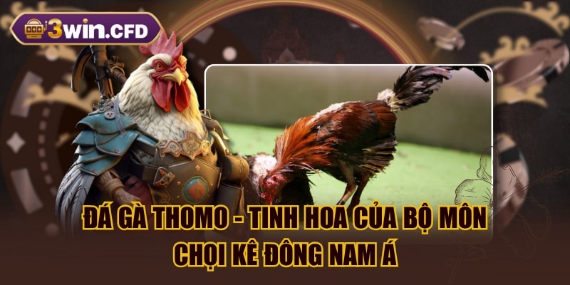 Đá Gà Thomo - Tinh Hoa Của Bộ Môn Chọi Kê Đông Nam Á
