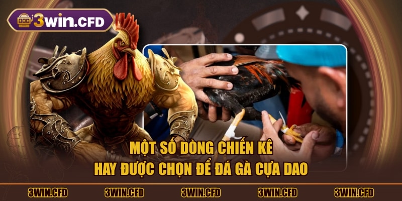 Một số dòng chiến kê hay được chọn để đá gà cựa dao