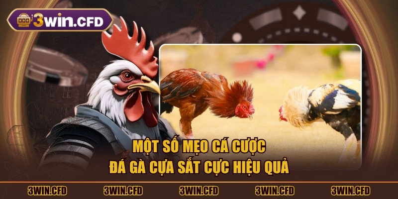 Một số mẹo cá cược đá gà cựa sắt cực hiệu quả